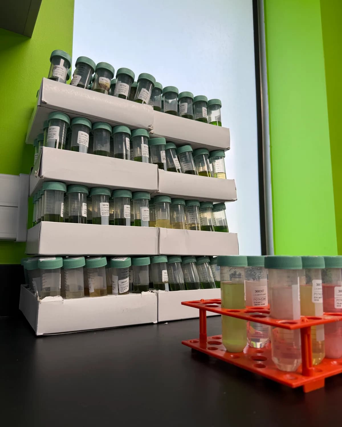 Trays of labelled sample jars on shelves against a green wall